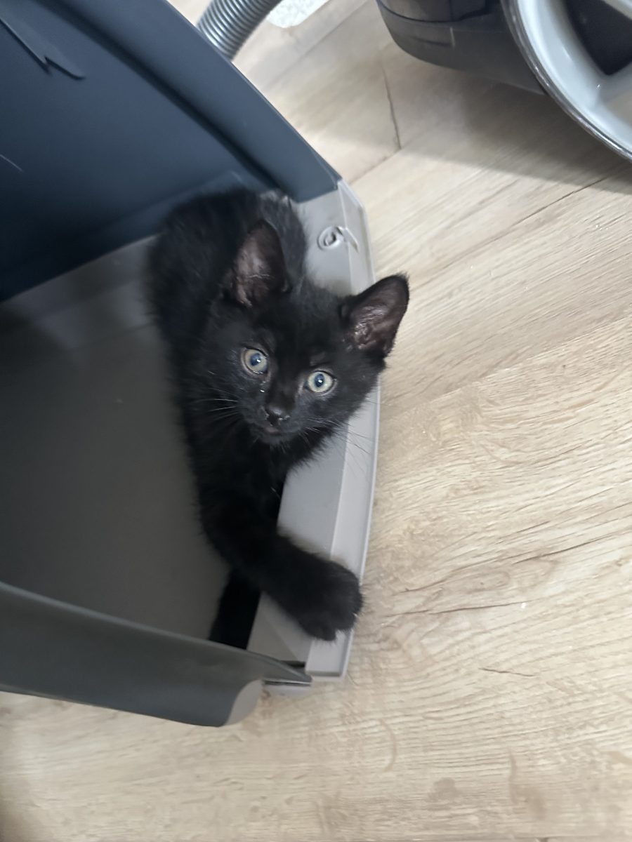 🐾 Spre adopție 🖤
