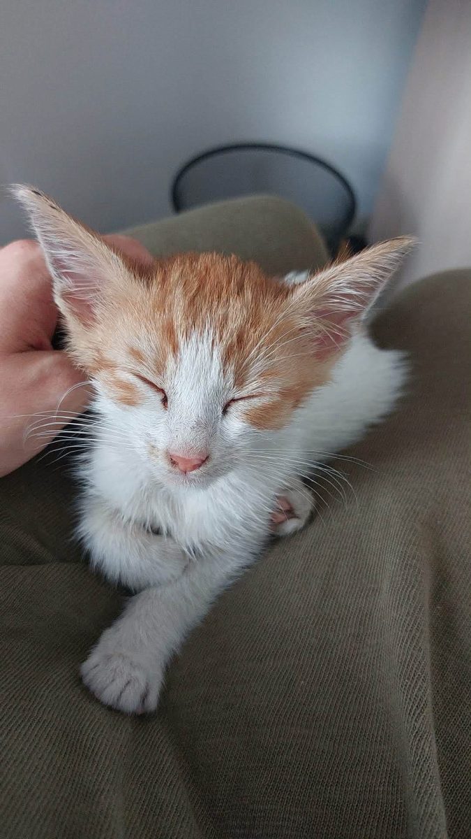 Se caută URGENT o familie iubitoare pentru acest motănel!