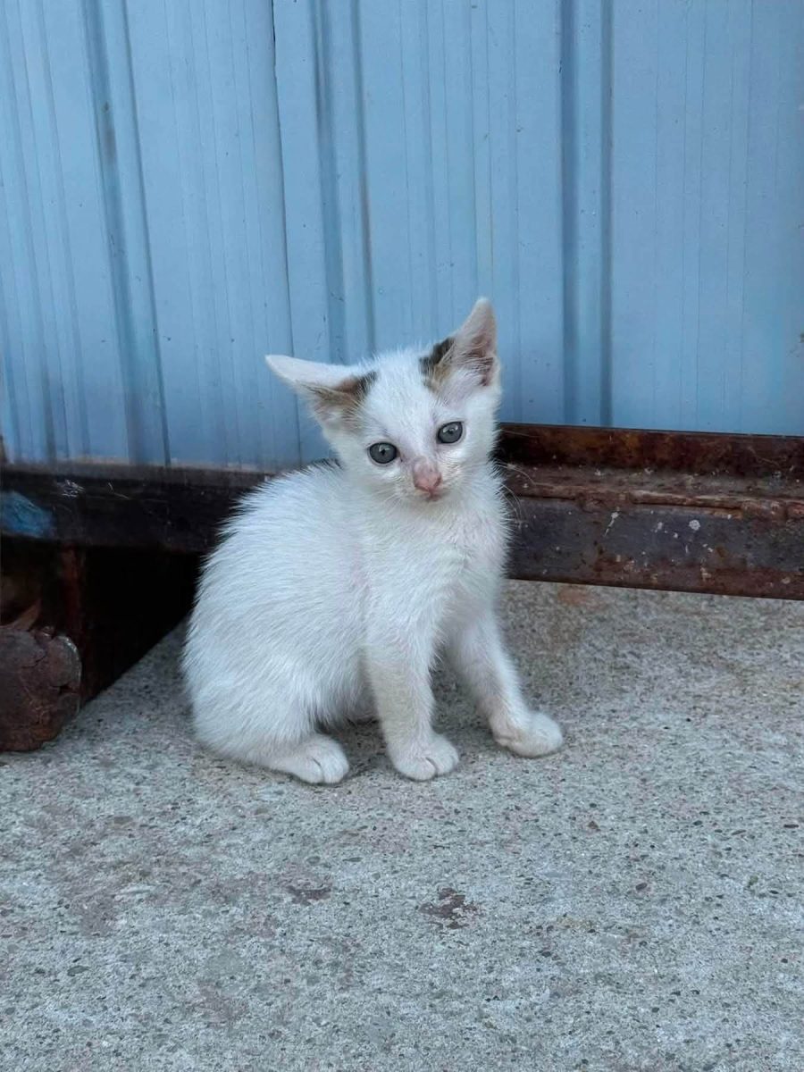 Spre adopție 3 pisicute