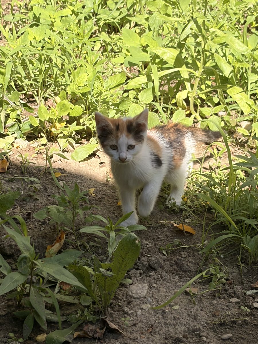 Trei suflete mici caută pe cineva care să le spună “ești acasă” 🏡
