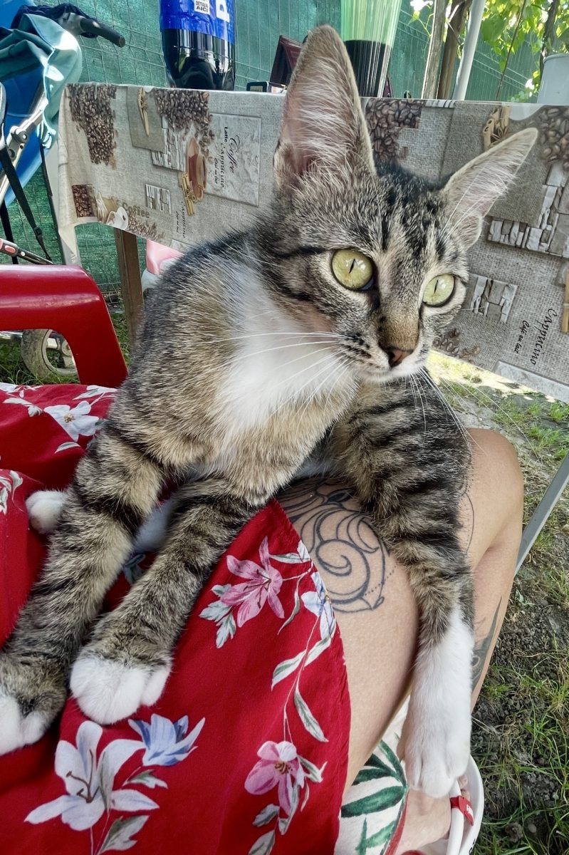 🌼 CEA MAI IUBITOARE PISICĂ ÎȘI CAUTĂ FAMILIA!