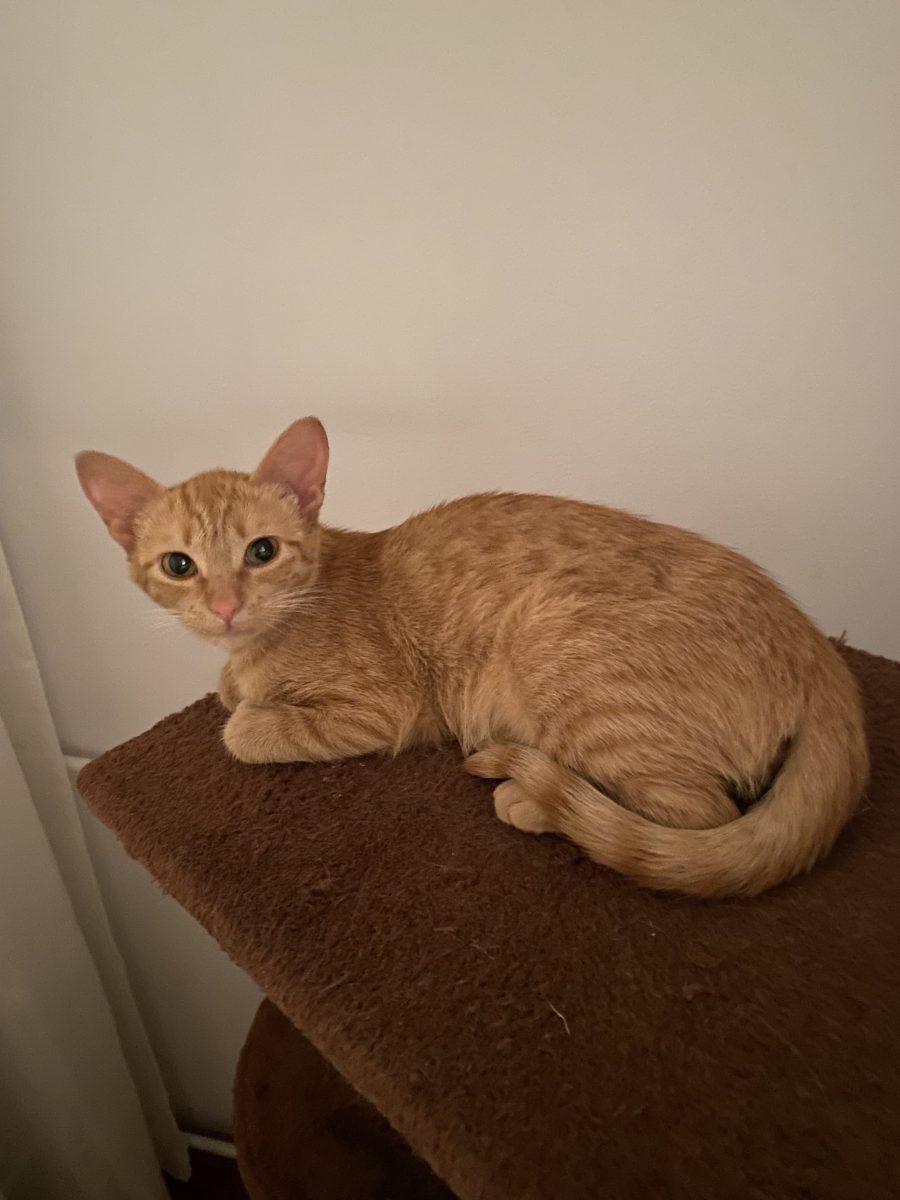 Frumoasa Masha are nevoie de adopție!💕💕💕