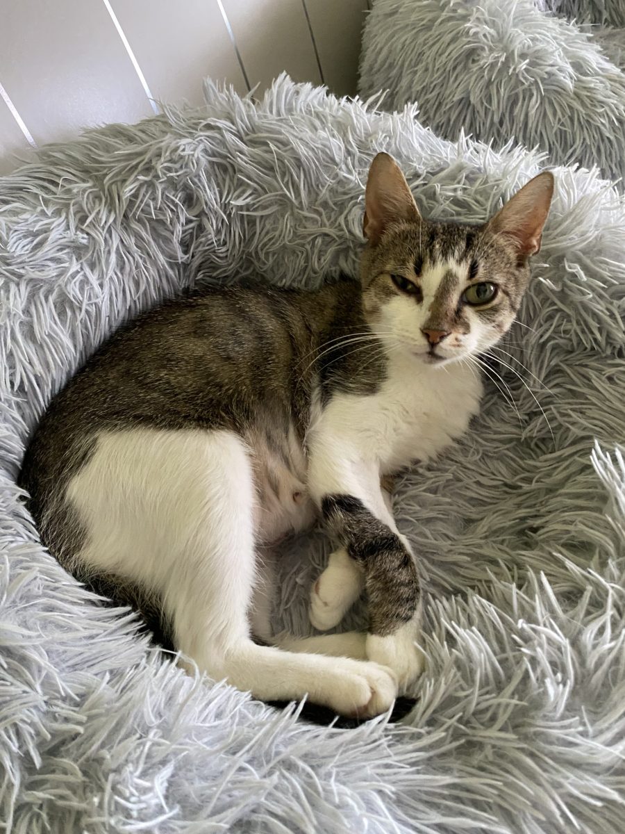 Cea mai recunoscătoare pisică așteaptă sa fie adoptată!💖💖💖