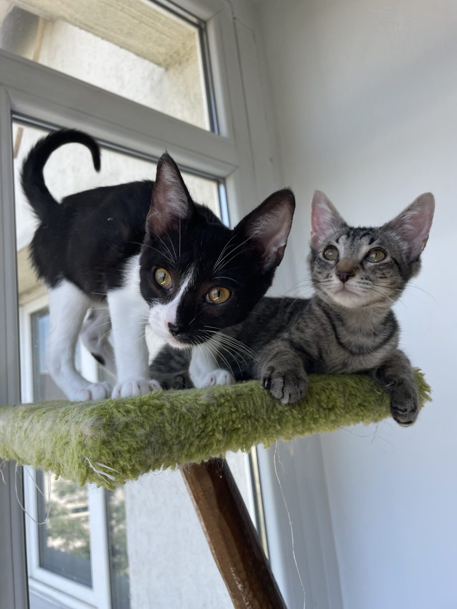 Doi frați adorabili îşi caută o casă
