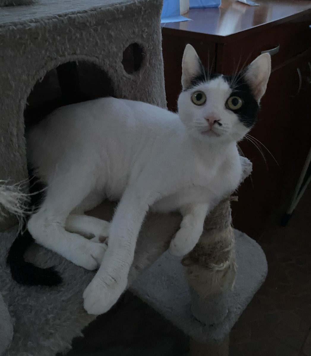 Eleganta si delicata,frumoasa kira își dorește o familie!♥️♥️♥️