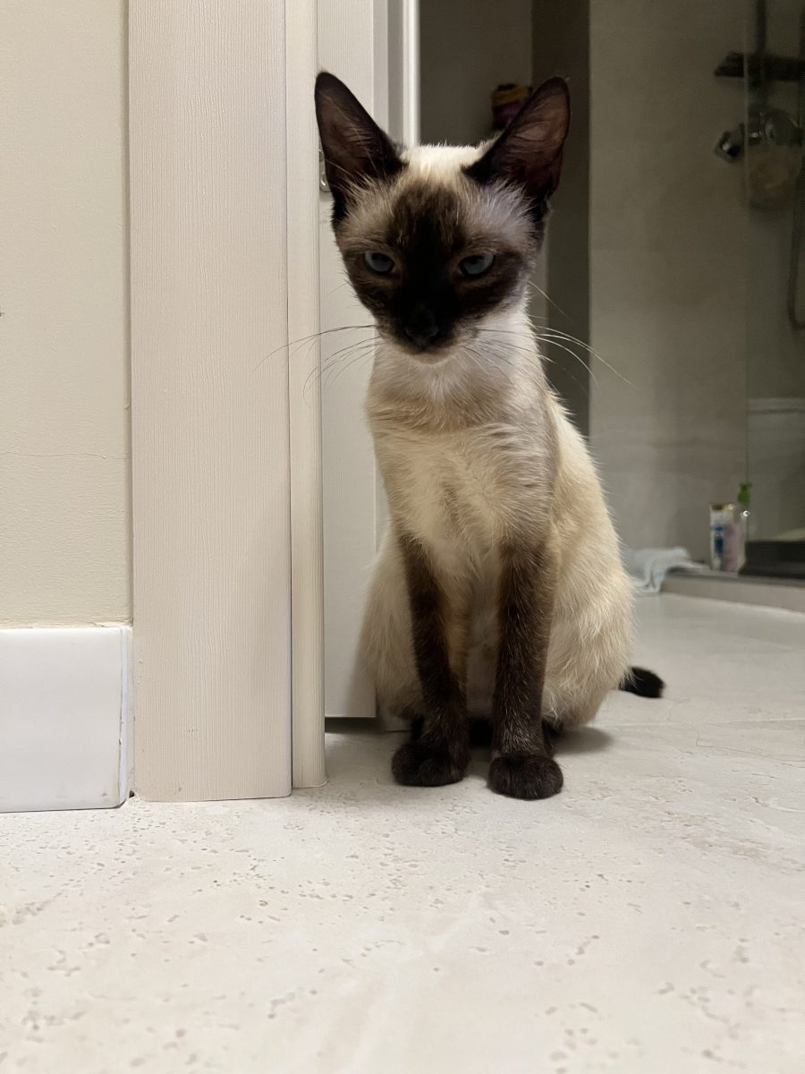 Ami, Siamese
