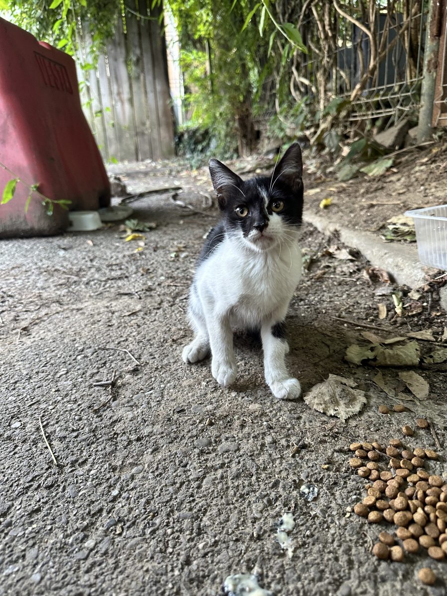 Oreo dulce
