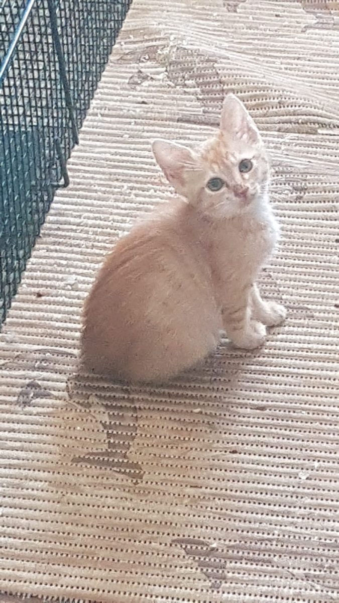 Mira – pisicuță (F, ~2-3 luni, sora lui Mișu) – URGENT