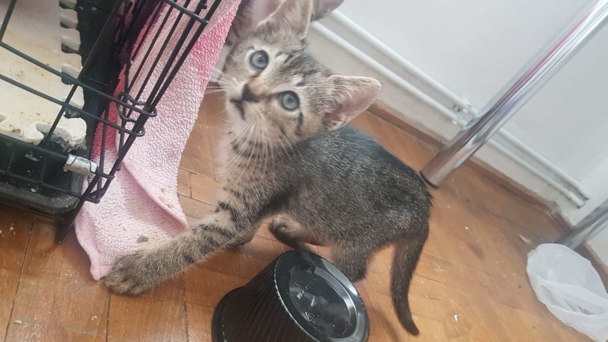 Mișu – pisoi (M, ~2-3 luni, fratele Mirei) – MAI PUȚIN DE O SĂPTĂMÂNĂ