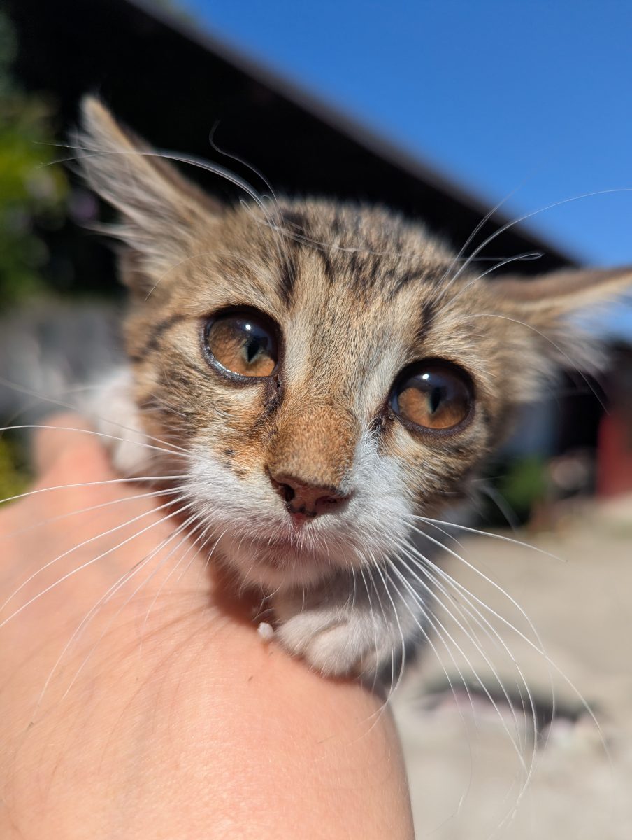 Luna – O pisicuta cu ochi de chihlimbar în căutarea unei familii