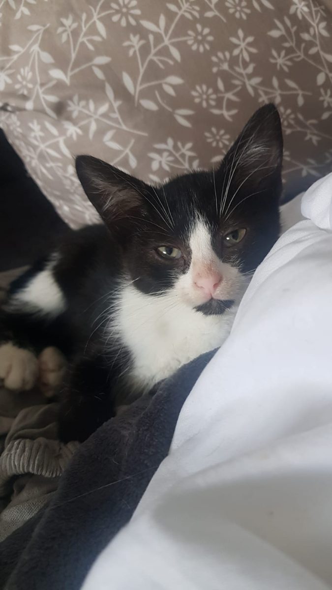 Pic – pisicuță (F, 2-3 luni) – ADOPȚIE URGENTĂ