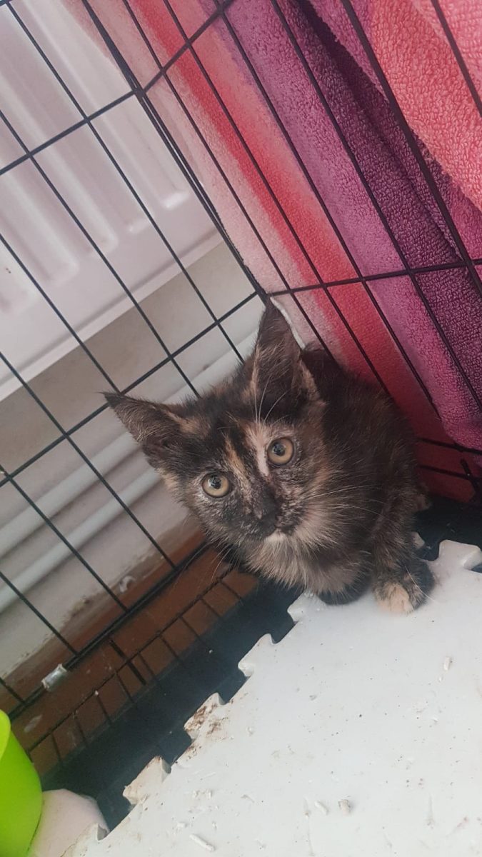 Tortinela – pisicuță tortie (F, ~4 luni) – ADOPȚIE URGENTĂ