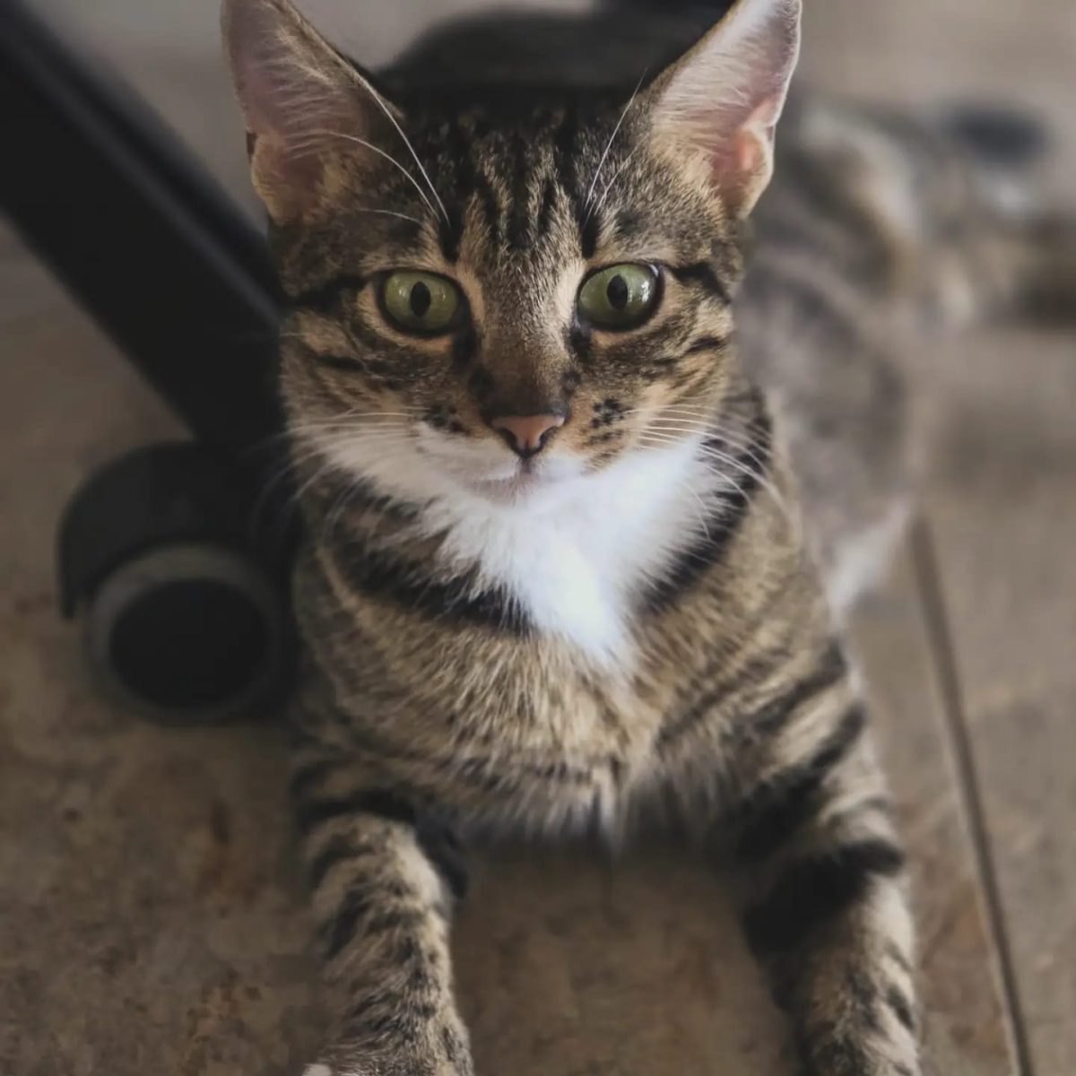 HERA/ ADOPTIE RESPONSABILA BUCURESTI SI IMPREJURIMI