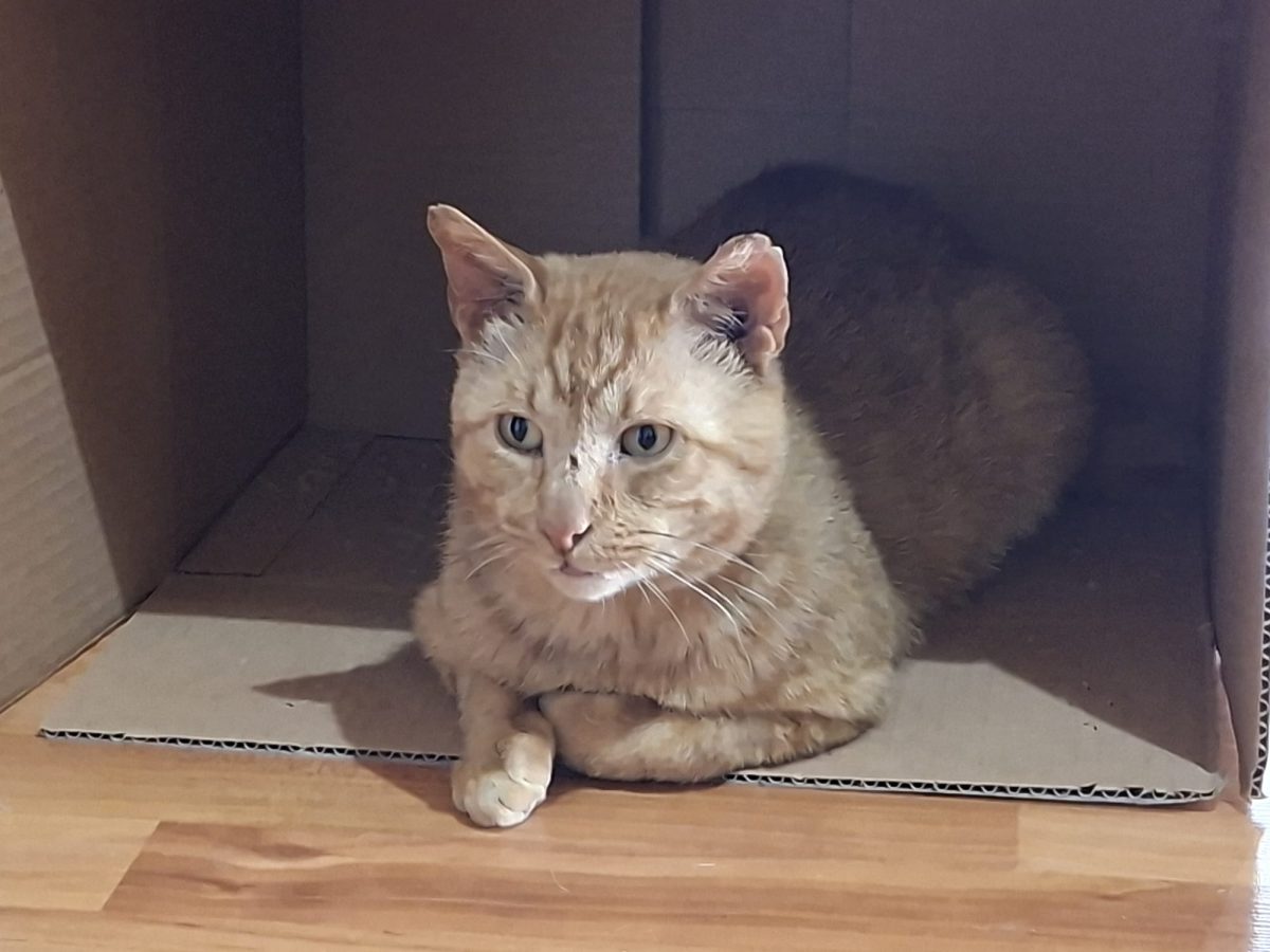 🐾 ADOPȚIE – MOTAN SENIOR, SUFLET URIAȘ 🐾