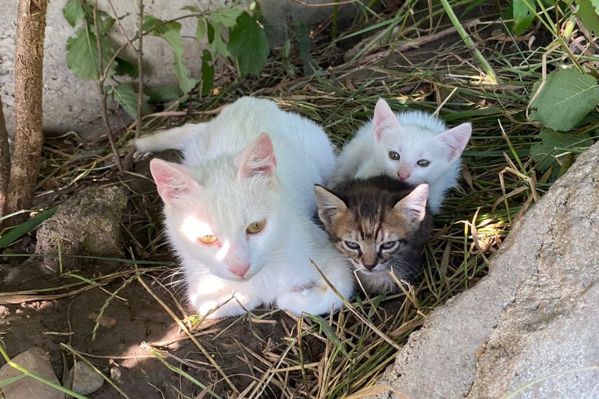 4 pui si mama cauta familii