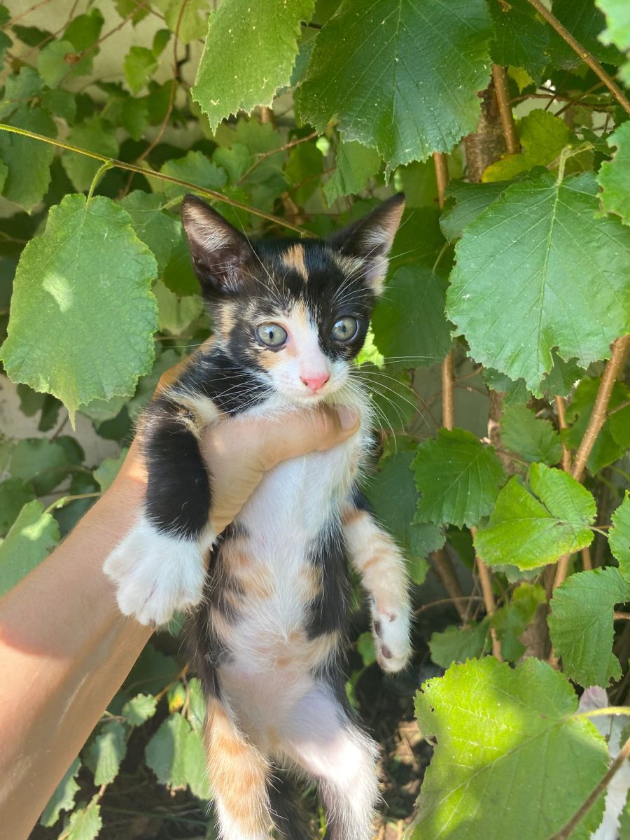 Tricolora speciala pentru adoptie responsabila