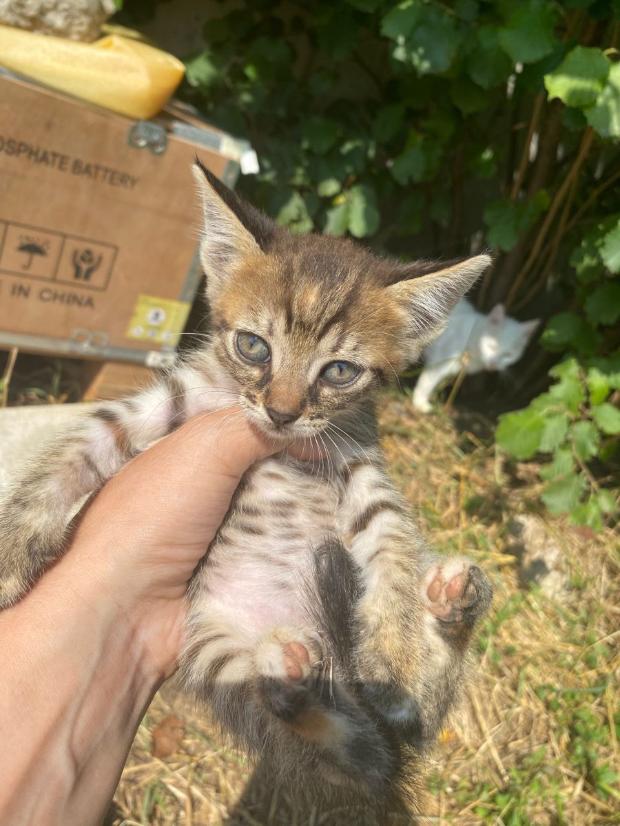 Tigrata ochioasa in cautare de familie