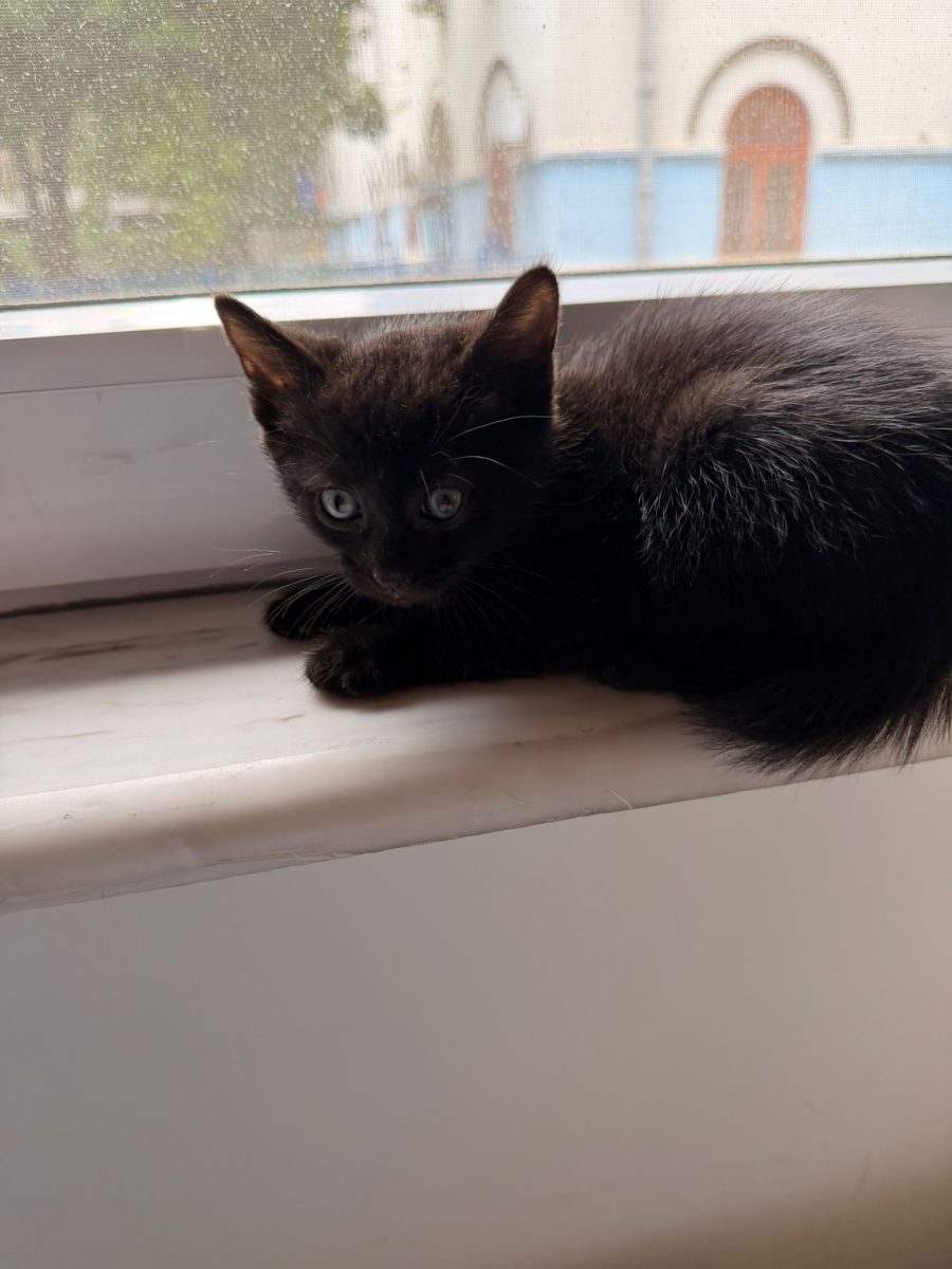 Motănel negru – 2 luni – Ofer spre adopție gratuită