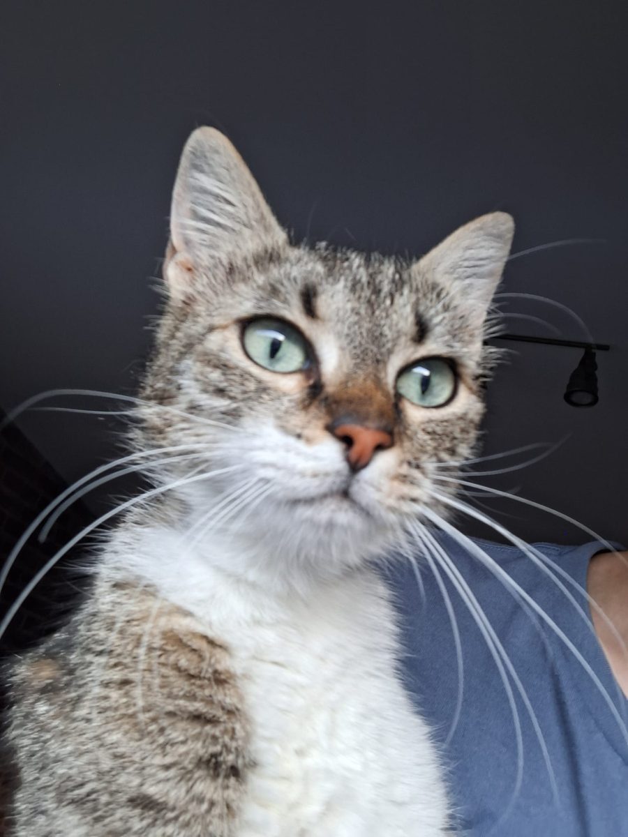 Mitzi pentru adopție