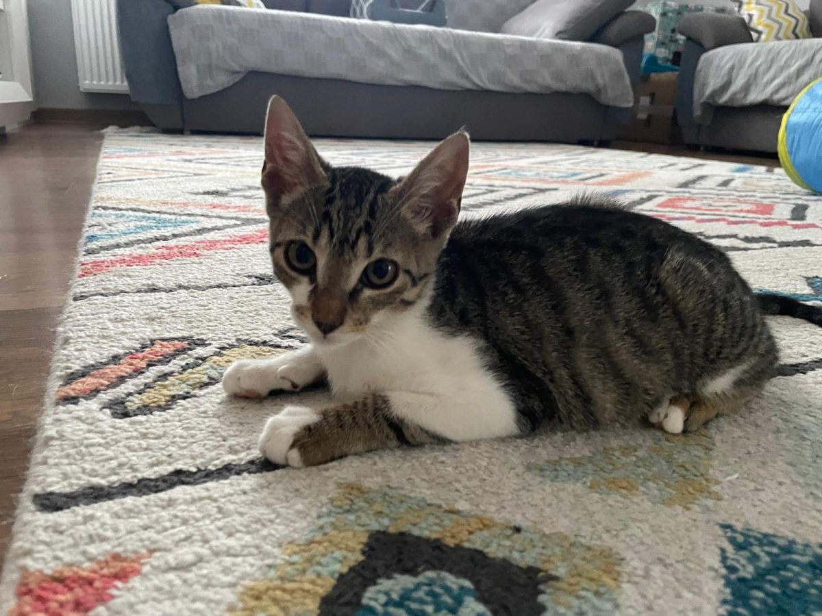 Oscar