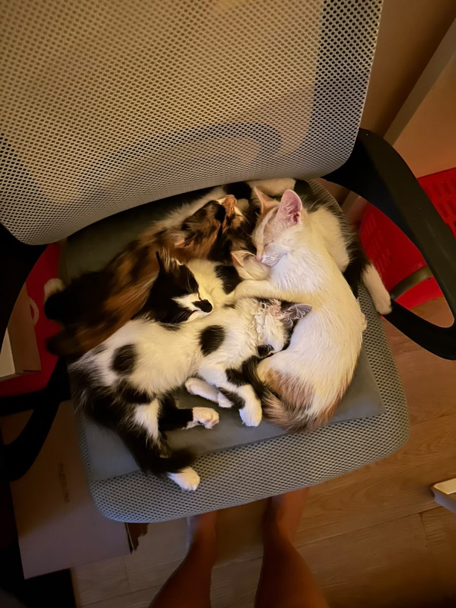 Patru puișori superbi de pisica cauta familie iubitoare