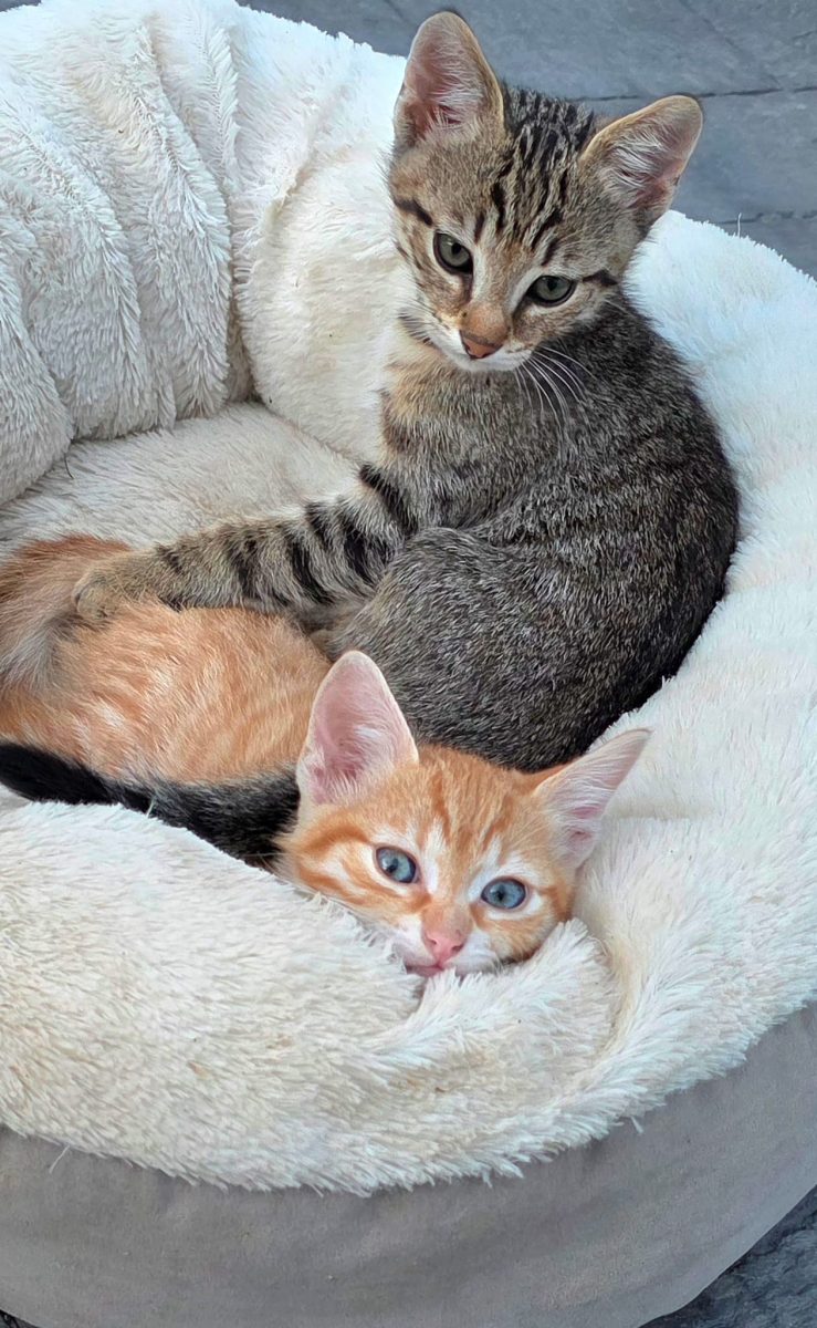 🐱 **3 pisicuțe minunate își caută o familie!** ❤️  🐾