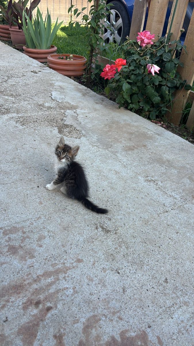 🐾 Spre adopție – Pisicuță tigrată, 2 luni 🏡❤️