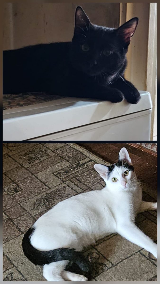 Două minuni de motani își doresc familii in care să poată trăi liniștiți!💙💙💙