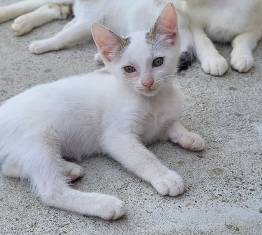 3 fetițe drăgălașe își caută familie