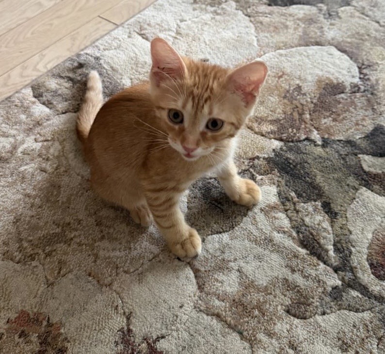Micut și jucăuș își dorește sa iti dea viața peste cap!😻😻😻