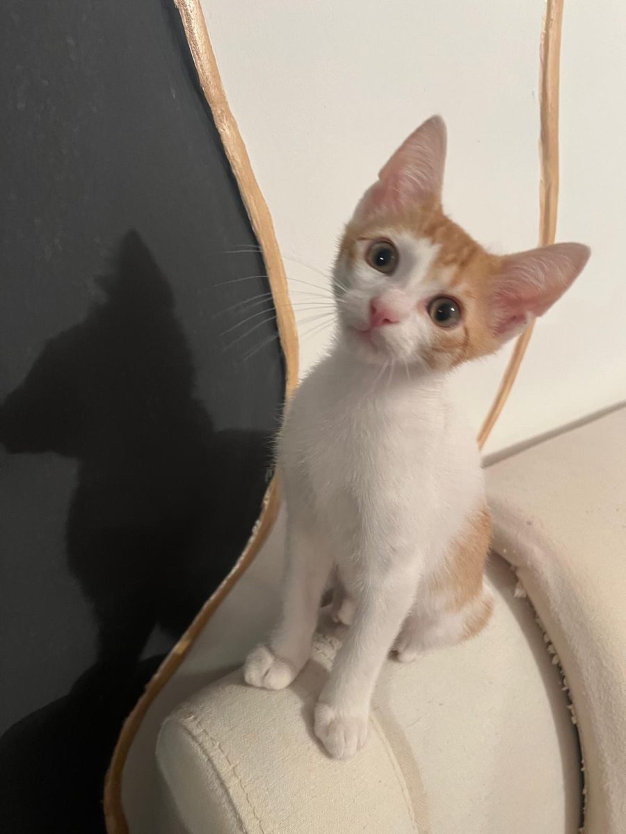 Frumușelul asta mic are nevoie de adopție!💙💙💙