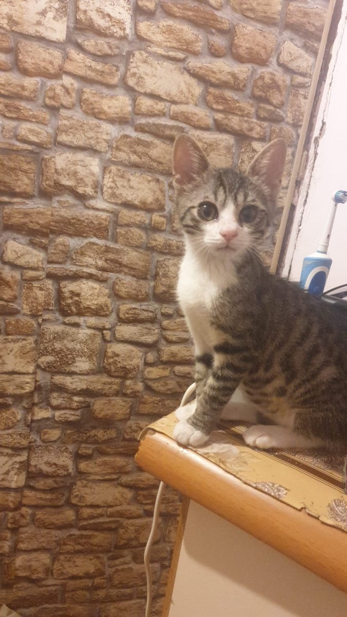 Bibiciu, Duracell cu suflet!