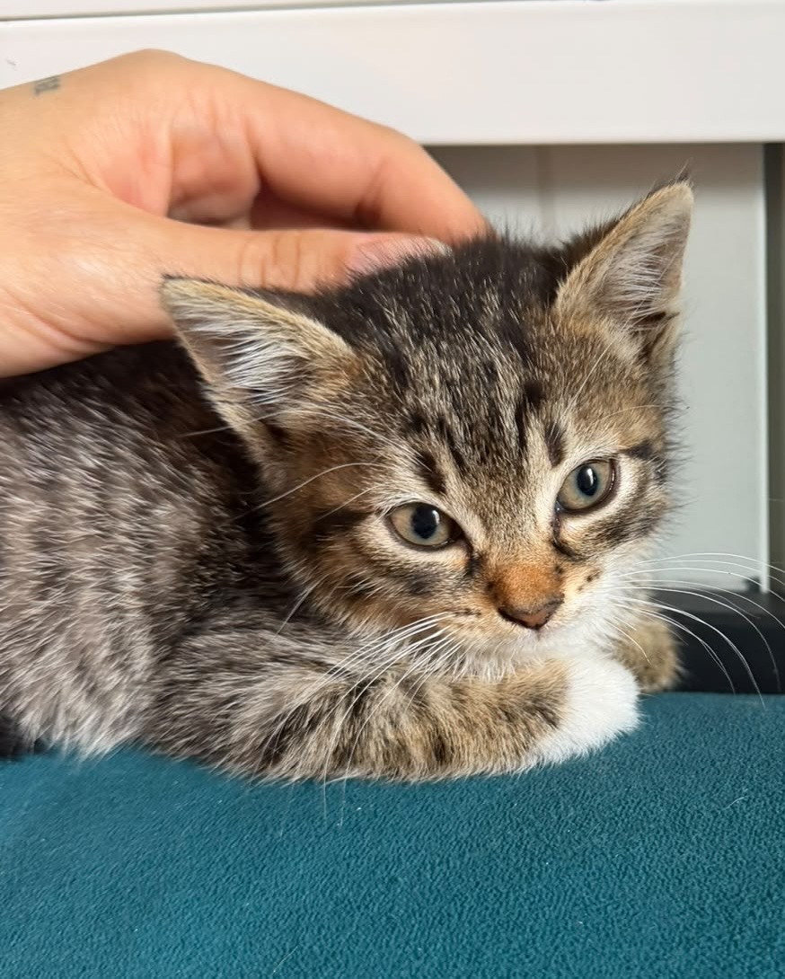 Două sufletele asteapta parintii umani sa le ia acasă!♥️♥️♥️