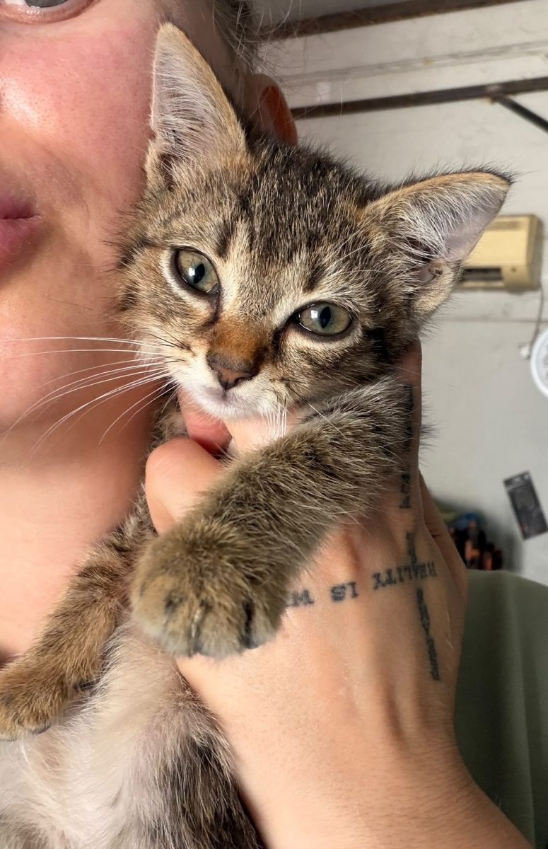 Mogaldete tigrate pentru adopție!💖💖💖