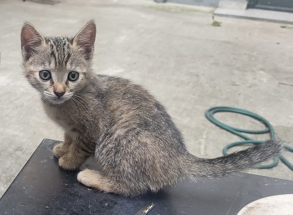 Două mogâldețe își doresc familii iubitoare!🥰 🥰🥰