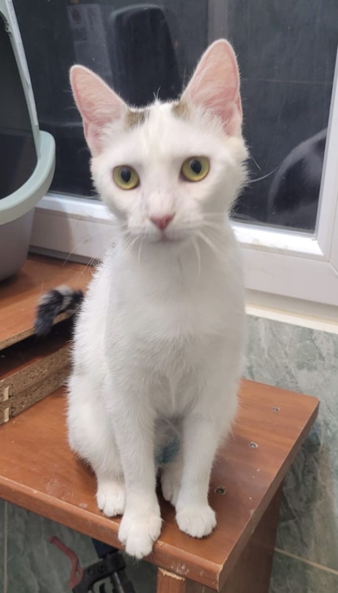 Micuța Sofie are nevoie de adopție responsabilă!💗💗💗