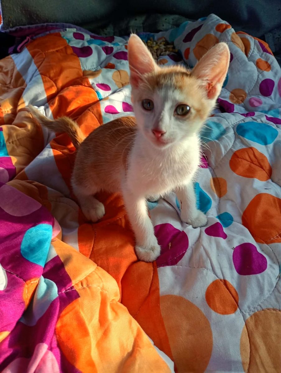 Doi fratiori isi doresc adoptii reusite!💙💙💙
