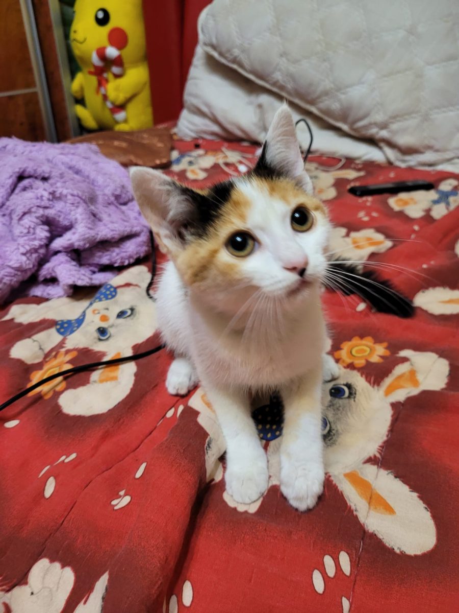 Dulce si tare iubitoare își dorește o familie minunată!