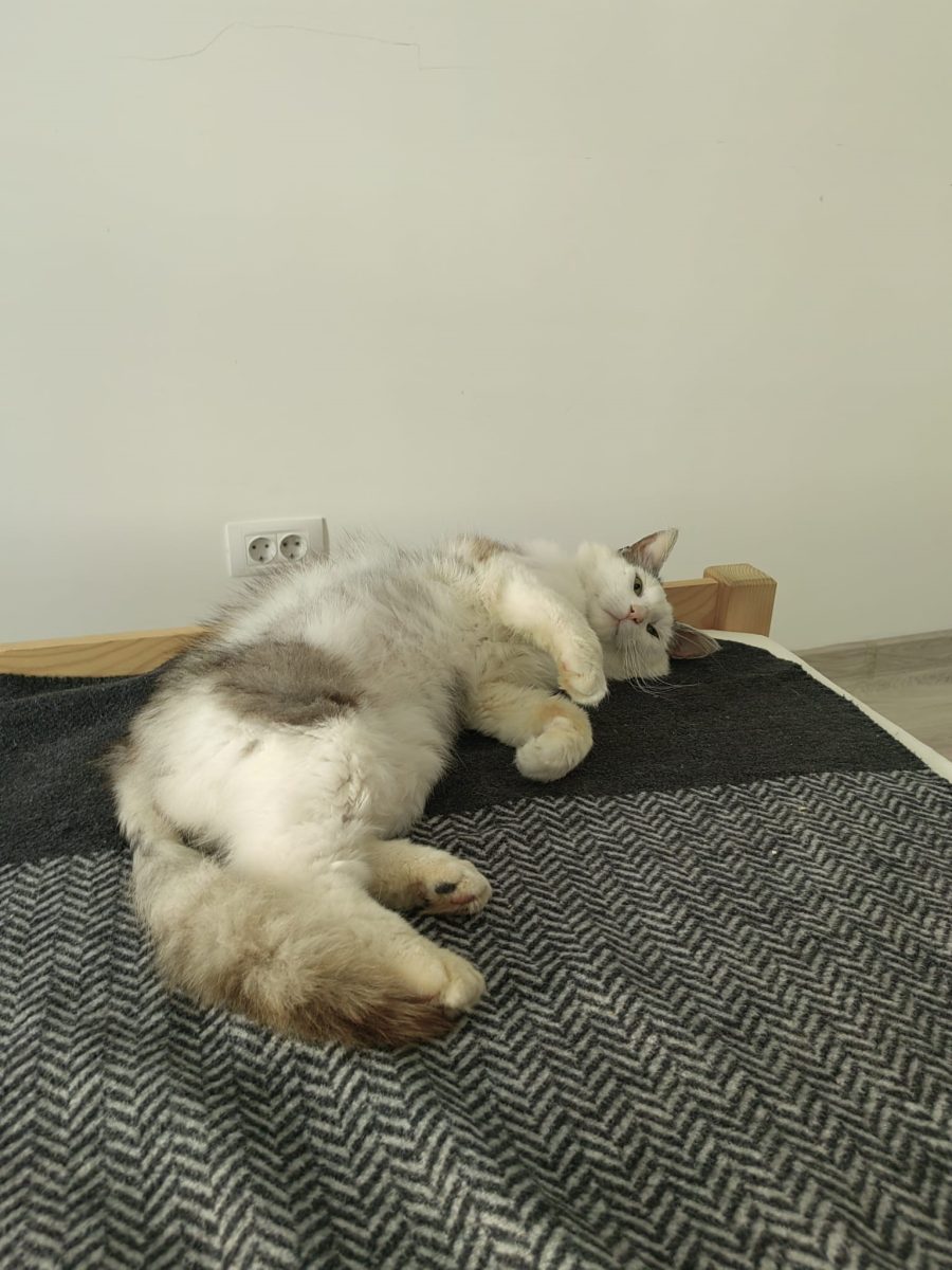 ADOPTIE MOTAN!! IASI