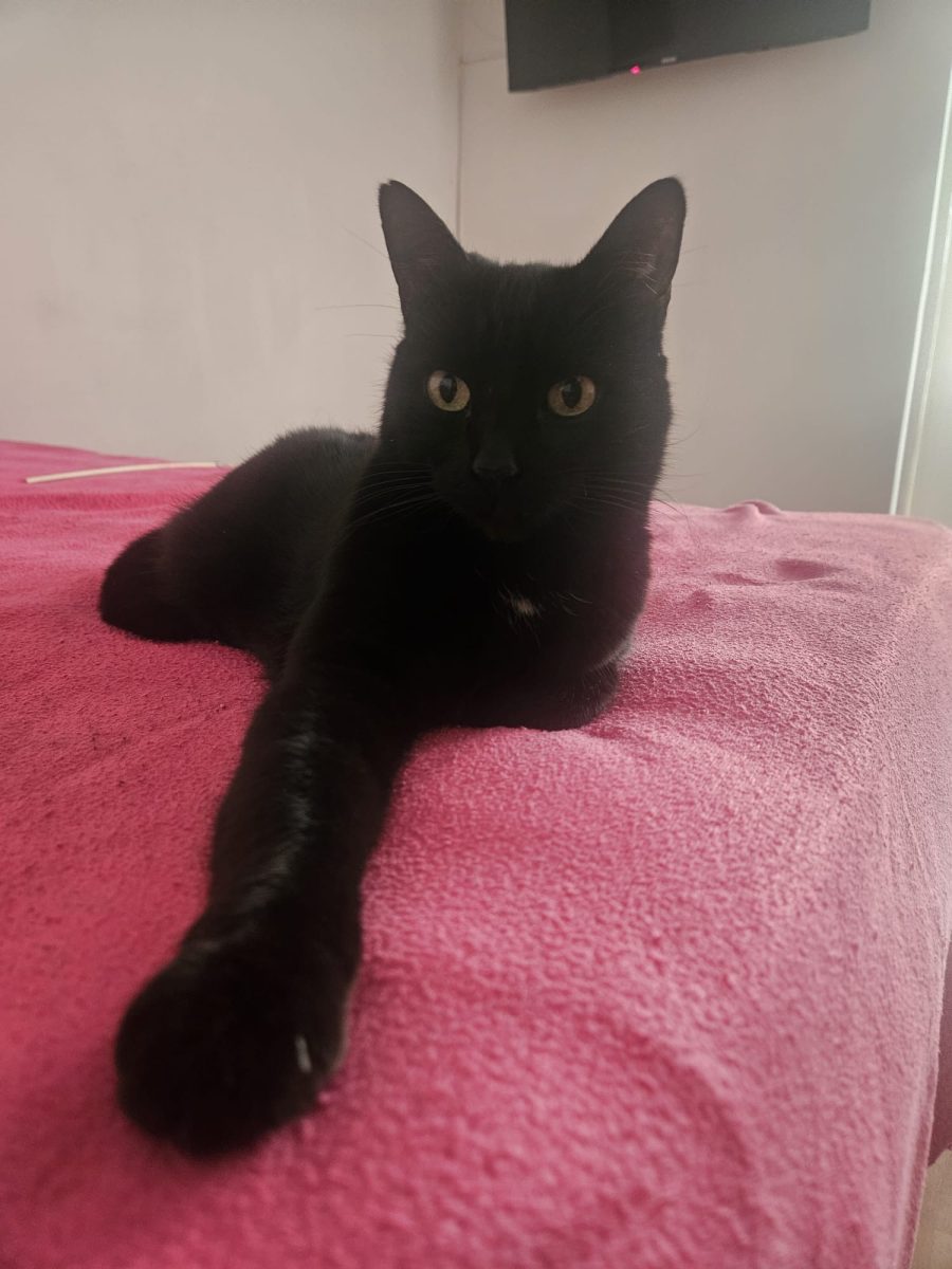 Sophie te vrea pe tine!