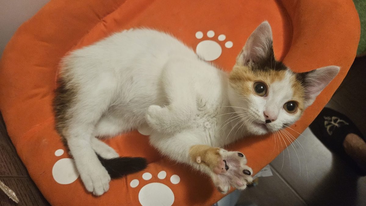Brioșica asta dragalasa își dorește sa o alinti in fiecare zi!♥️♥️♥️