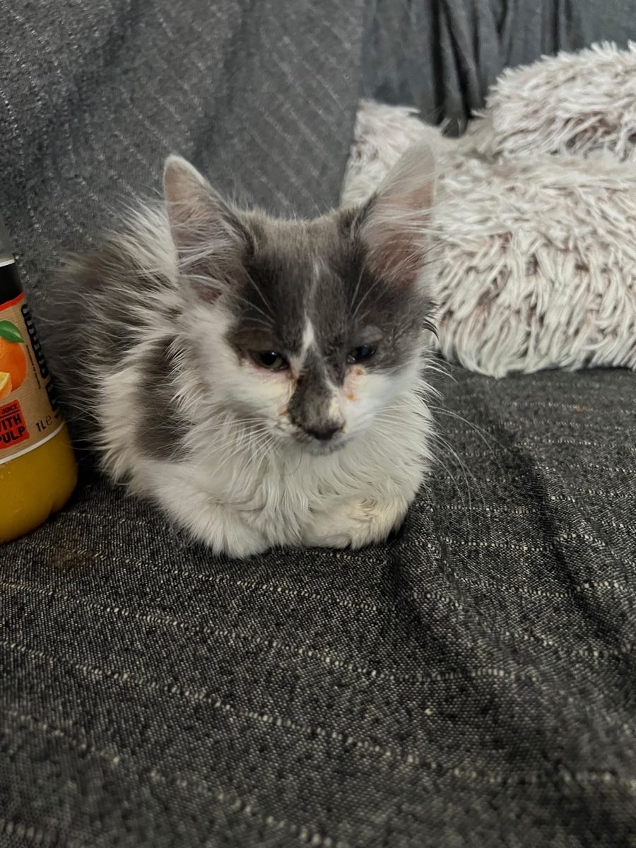 Minune blănoasă își dorește o casa💗💗💗