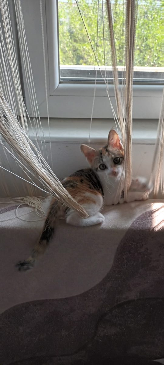Minune cu ochi frumoși are nevoie de o familie!♥️♥️♥️