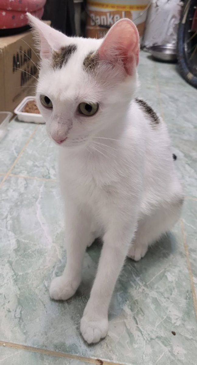 Cei mai expresivi ochi abia așteaptă sa te privească în fiecare zi!😻😻😻