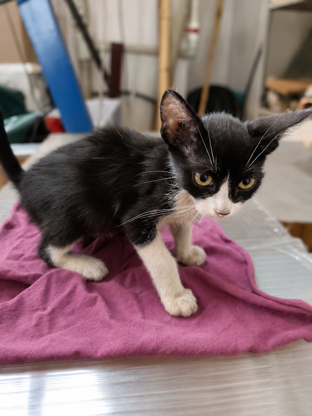 Adoptie pui de pisica diversi