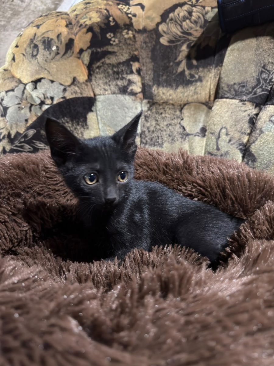 Adoptie motanel superb de 2  luni – VACCINAT DEPARAZITAT