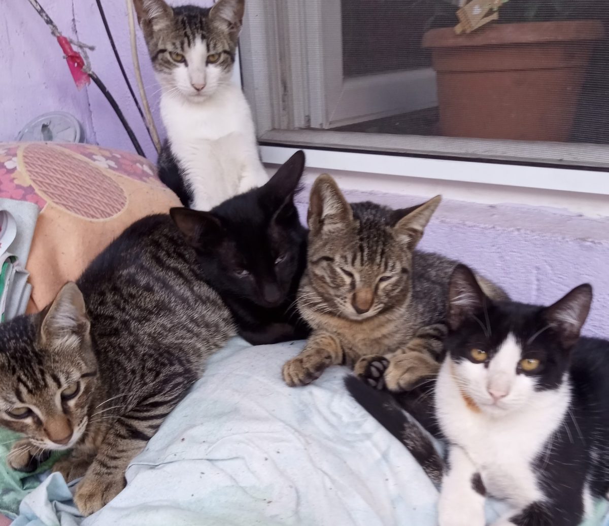 5 frați frumoșii își caută casă