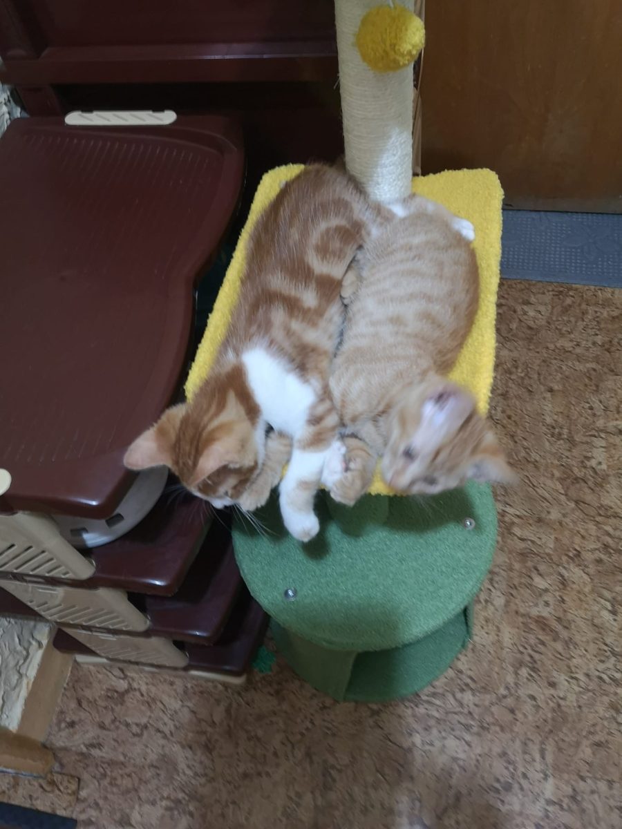 Oferim spre adoptie motanei portocalii, un tigrat si un bengalez, varsta 2,5 luni, Pitesti, Arges