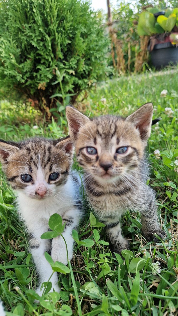 Căutăm căsuță❤️🐾