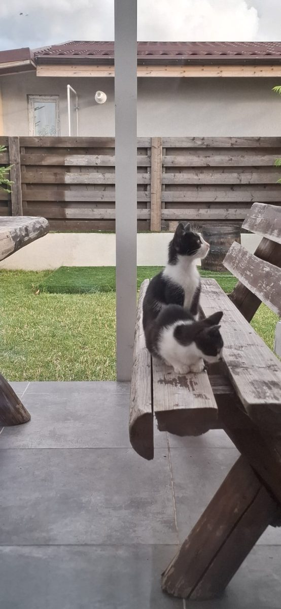 Adopție 2 pui pisică foarte alintati